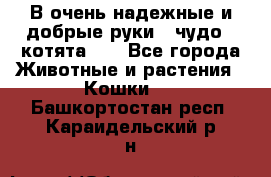 В очень надежные и добрые руки - чудо - котята!!! - Все города Животные и растения » Кошки   . Башкортостан респ.,Караидельский р-н